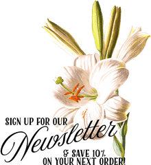 Easter Lily - Familiar Garden Flowers 1907 White Lily Poster Lily Png