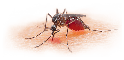 Mosquito Download Image Free Download PNG HQ