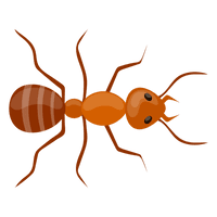 Ant Red Download HQ - Free PNG