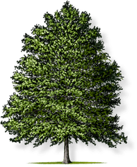 Pin Oak Tree Montgomery - Oak Tree No Background Png