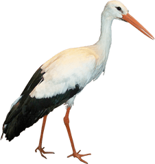 47 Stork Png Image Collection Free - Stork Png