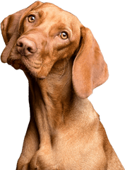 Free Dog Png - Dog Red Brown Animal Transparent Background Floppy Eared Dogs