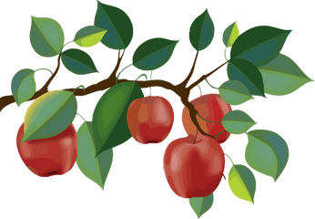 Red Apple Branch Clipart Png - Apple Tree Branch Clipart