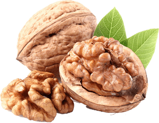 Nuts Drawing Pecan Nut Transparent U0026 Png Clipart Free - Acrod Fruit