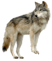 Wolf Png Image Picture Download