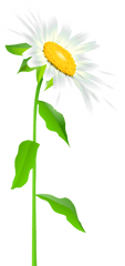 Daisy Clipart Long Stem Flower - Daisy Flower With Stem Transparent Png