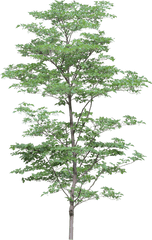 Tree Png Image - Transparent Background Png Format Trees Png