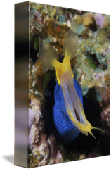 Blue Ribbon Eel Displays Its Open Mouth - Ribbon Eel Png