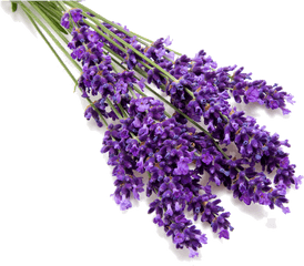 Png Lavender Picture - Lavender Oil Png