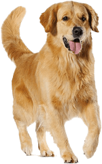 Golden Retriever Dog Transparent - Transparent Golden Retriever Png