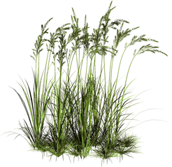 Download Tall Grass Png - Aquatic Plants Png