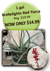 Download 1 Gal Brakelights Red Yucca - Signage Png