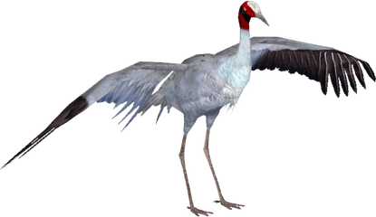 Sarus Crane Bird Png Image With No - Crane Bird Png