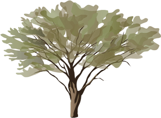 Acacia Spp - Art Png