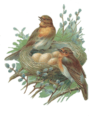 Download Nest Png Image Hq - Bird In Nest Png