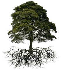 Tree And Root Png Transparent Image - Transparent Tree With Root Png