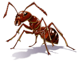 Ant Free Download Png