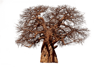 Download Hd Tree Baobab Aesthetic - Baobab Tree Png