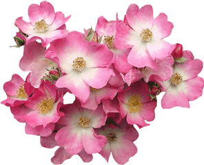 Pink - Dogwood Flower Gif Png