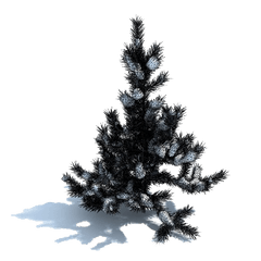 Snow Tree Png Download - Boreal Conifer