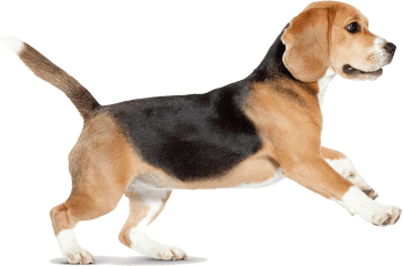 Beagle Siberian Husky Puppy Pet Sitting - Dog Running Transparent Background Png