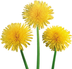 Dandelion Png Free Download 4 - Flower Dandelion Transparent Background