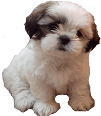 Cute Dog Picture - Shih Tzu Puppies Boy Png