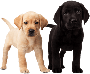 Cute Puppies Transparent Png - Cute Dog Transparent