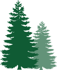 Spruce Trees Evergreen Tree - Pine Tree Clip Art Png