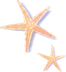 Starfish - Sea Stars Transparent Png