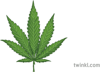 Cannabis Leaf Illustration - Twinkl Cannabis Png