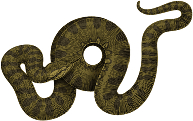 Anaconda Png - Anacondas Png