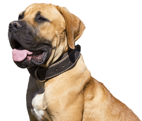 Dog Isolated Pet - Free Photo On Pixabay Rase Pasa Za Dvoriste Png