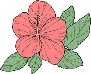 Pink Hibiscus Flower Clipart Free Download Transparent Png - Hawaiian Hibiscus