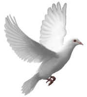 Pigeon Png Image