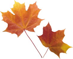 Autumn Vector Leaf Free HD Image - Free PNG