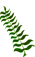 Plant Clipart Vascular - Under Water Plant Clip Art Png