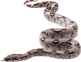 Snake Png Image Picture Download