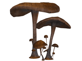 Mushrooms Transparent Png Images - Stickpng Mushrooms Transparent