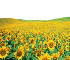 Sunflowers Png File