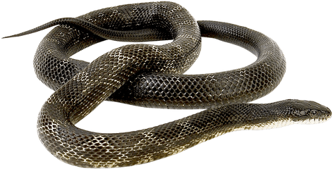 Snake Png Transparent Image - Snake Png