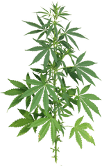 Real Weed Leaf Png Picture - Cannabis Png