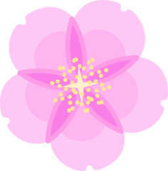 Cherry Blossom Flower Spring - Free Vector Graphic On Pixabay Illustration Png