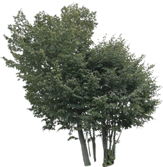 Linden Free Cut Out People Trees And Leaves - Tree Png