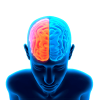 Brain Free Png Image