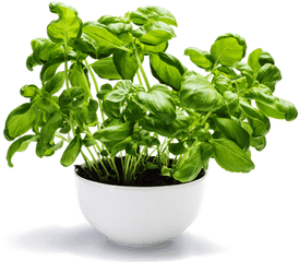 Grow It Indoors And Harvest - Basil Plant Mosquito Repellent Png