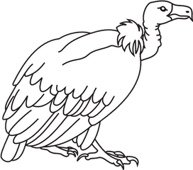 Turkey Vulture Vector Freeuse - Clipart Picture Of Vulture Black And White Png