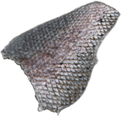 Fish Scales - Fish Scale Png