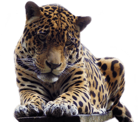 Download Jaguar - Oncas Em Png