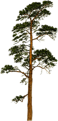 Scots Pine Png - Scots Pine Png